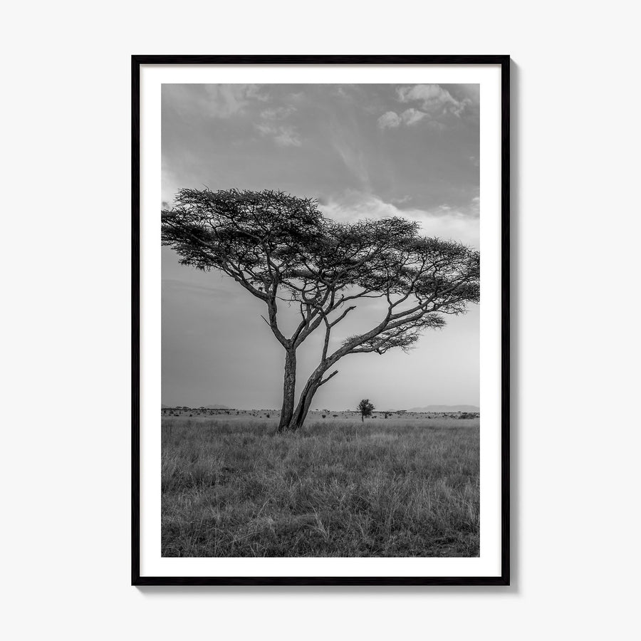 Savannah Photo No 2 Poster, framed poster mockup, white border