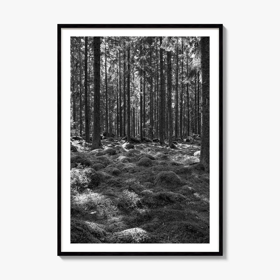 Scandinavian Forest Photo No 2 Poster, framed poster mockup, white border