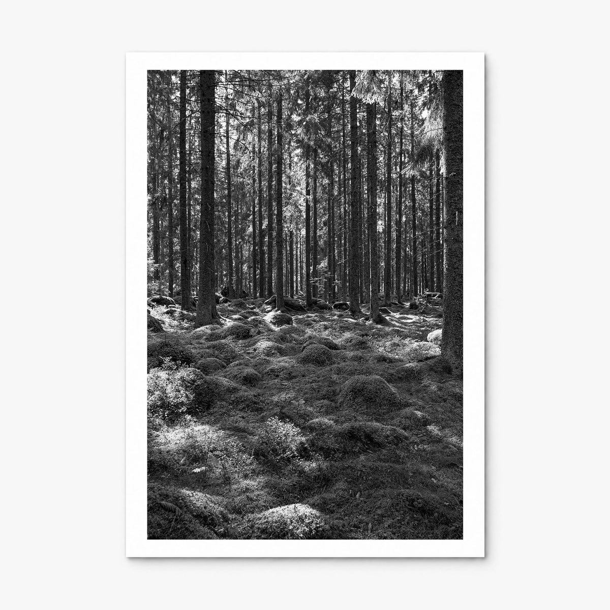 Scandinavian Forest Photo No 2 Poster, print only (unframed), white border