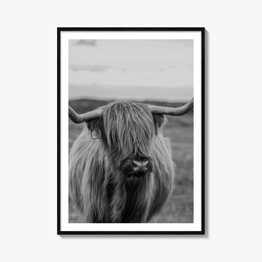 Scottish Highlander no. 2 black & white photo poster – vertical wall art, unframed print shown in interior mockup