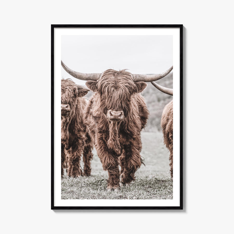 Scottish Highlander no. 2 colorful photo poster – vertical wall art, unframed print shown in interior mockup