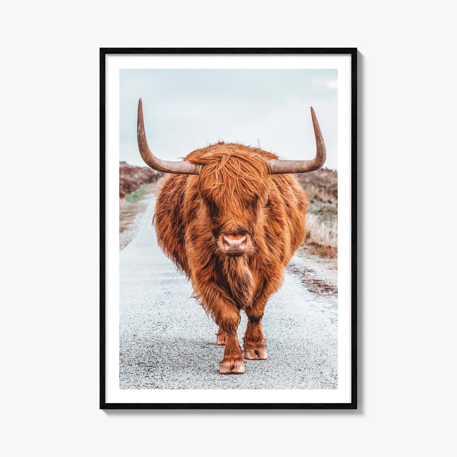 Scottish Highlander no. 3 colorful photo poster – vertical wall art, unframed print shown in interior mockup