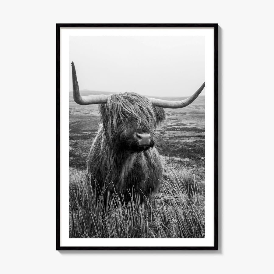 Highland Cow Photo No 1 Poster, framed poster mockup, white border