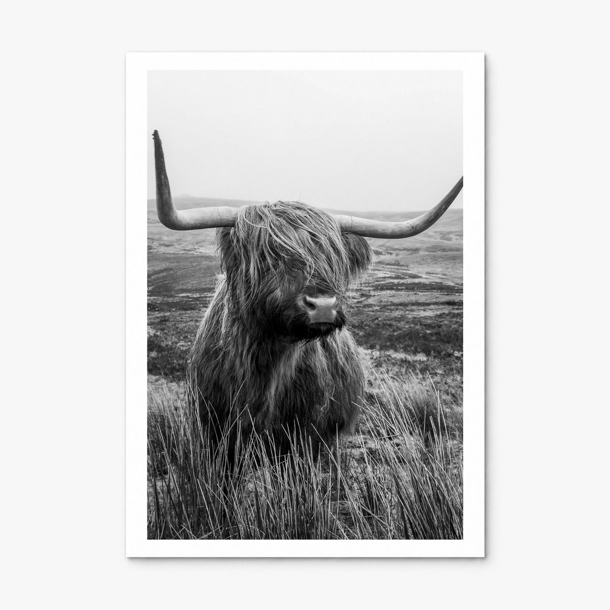 Highland Cow Photo No 1 Poster, print only (unframed), white border