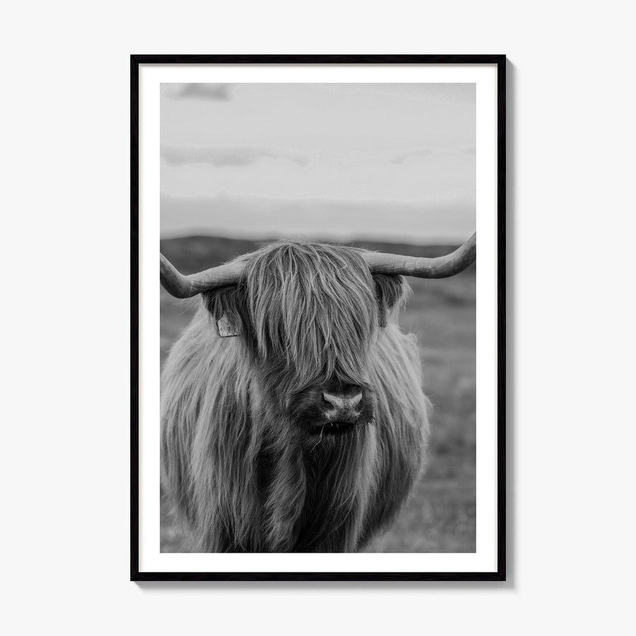 Highland Cow Photo No 2 Poster, framed poster mockup, white border