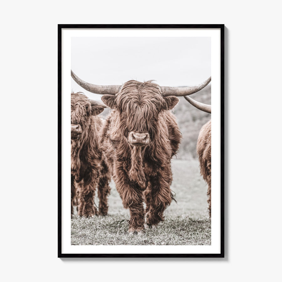 Highland Cow Photo No 2 Poster, framed poster mockup, white border