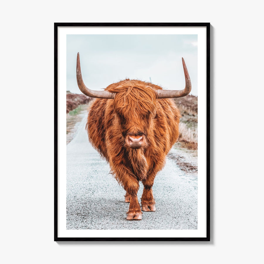 Highland Cow Photo No 3 Poster, framed poster mockup, white border
