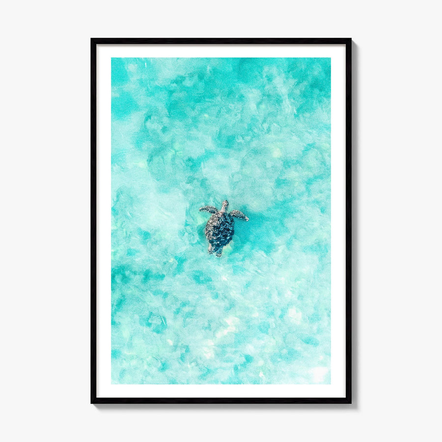 Sea Turtle Photo No 1 Poster, framed poster mockup, white border