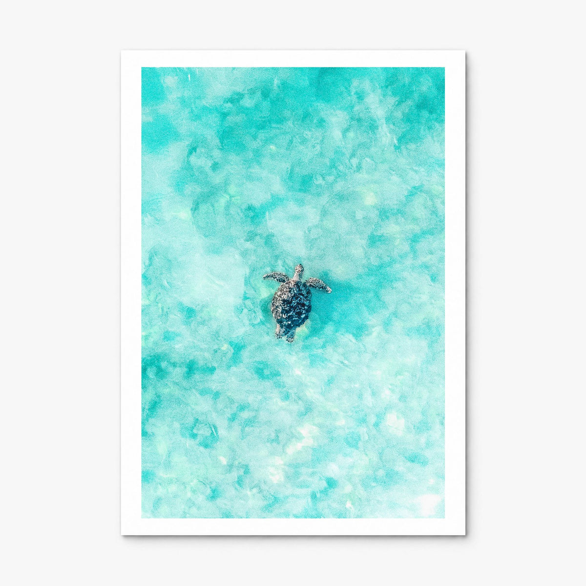 Sea Turtle Photo No 1 Poster, print only (unframed), white border