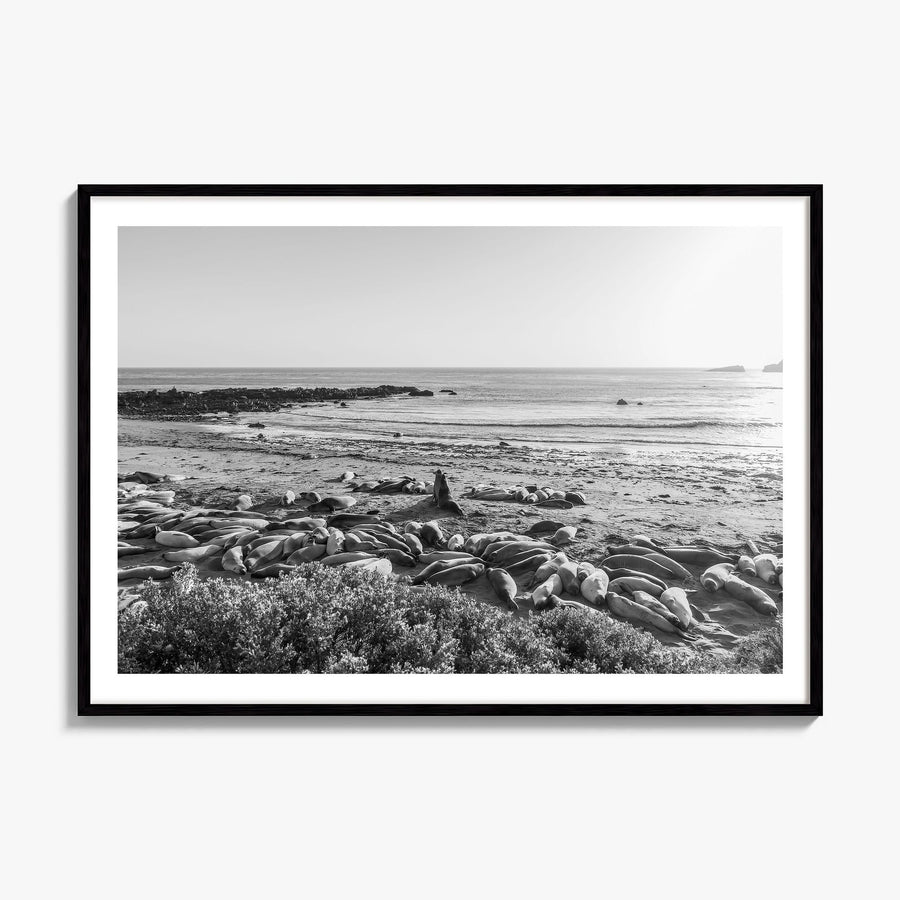 Seal Beach Photo Poster, framed poster mockup, white border