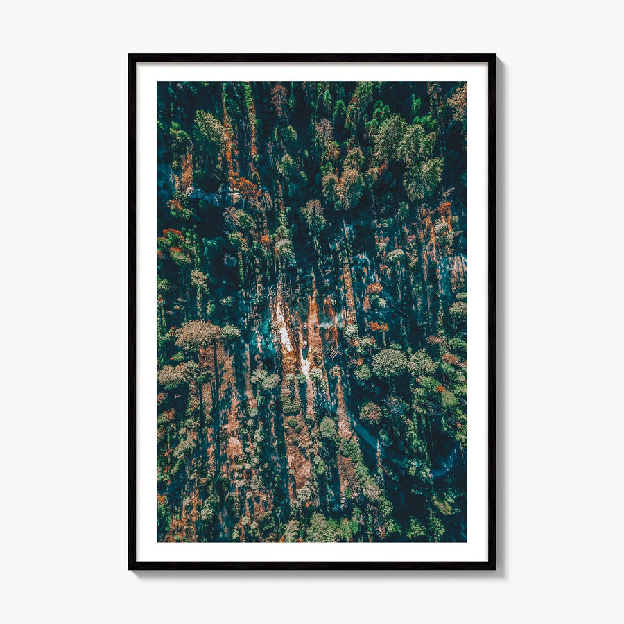 Sequoia National Park Photo Poster, framed poster mockup, white border