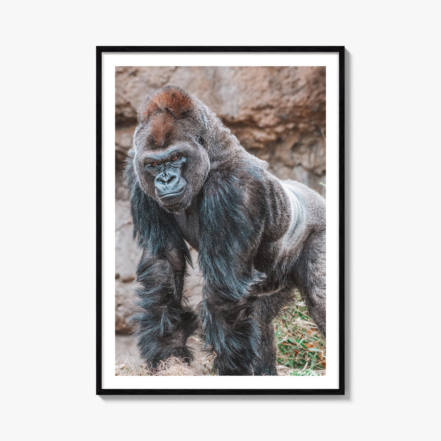 Silverback Gorilla colorful photo poster – vertical wall art, unframed print shown in interior mockup