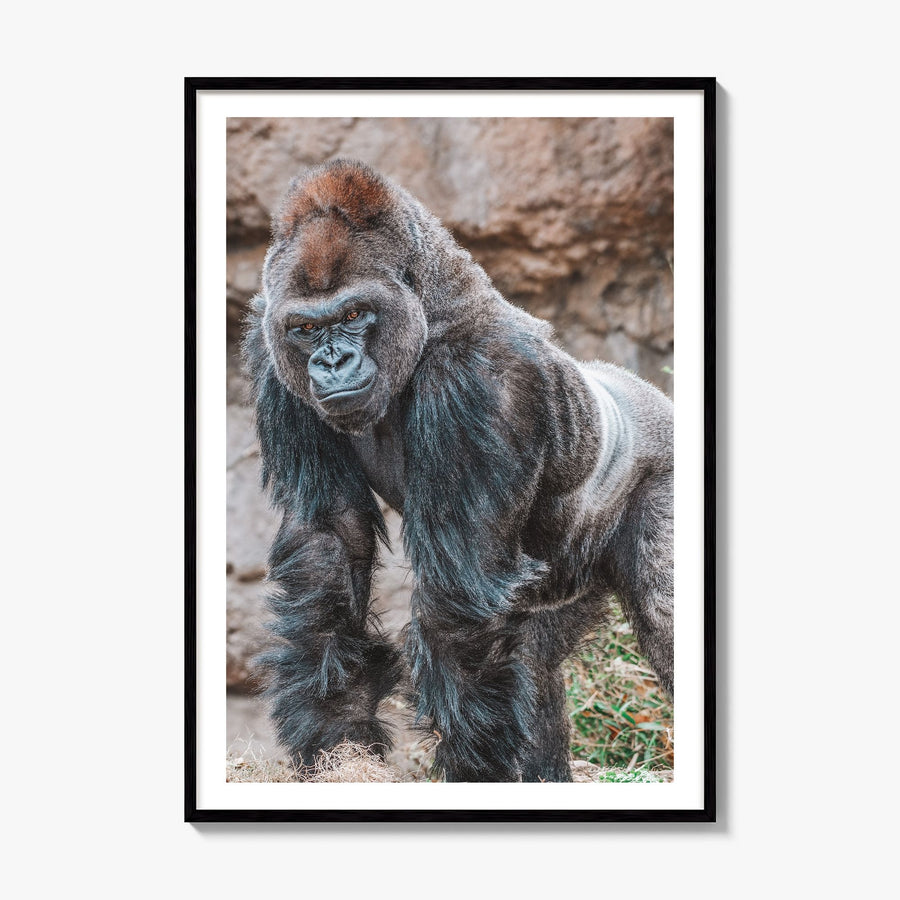 Silverback Gorilla Photo Poster, framed poster mockup, white border