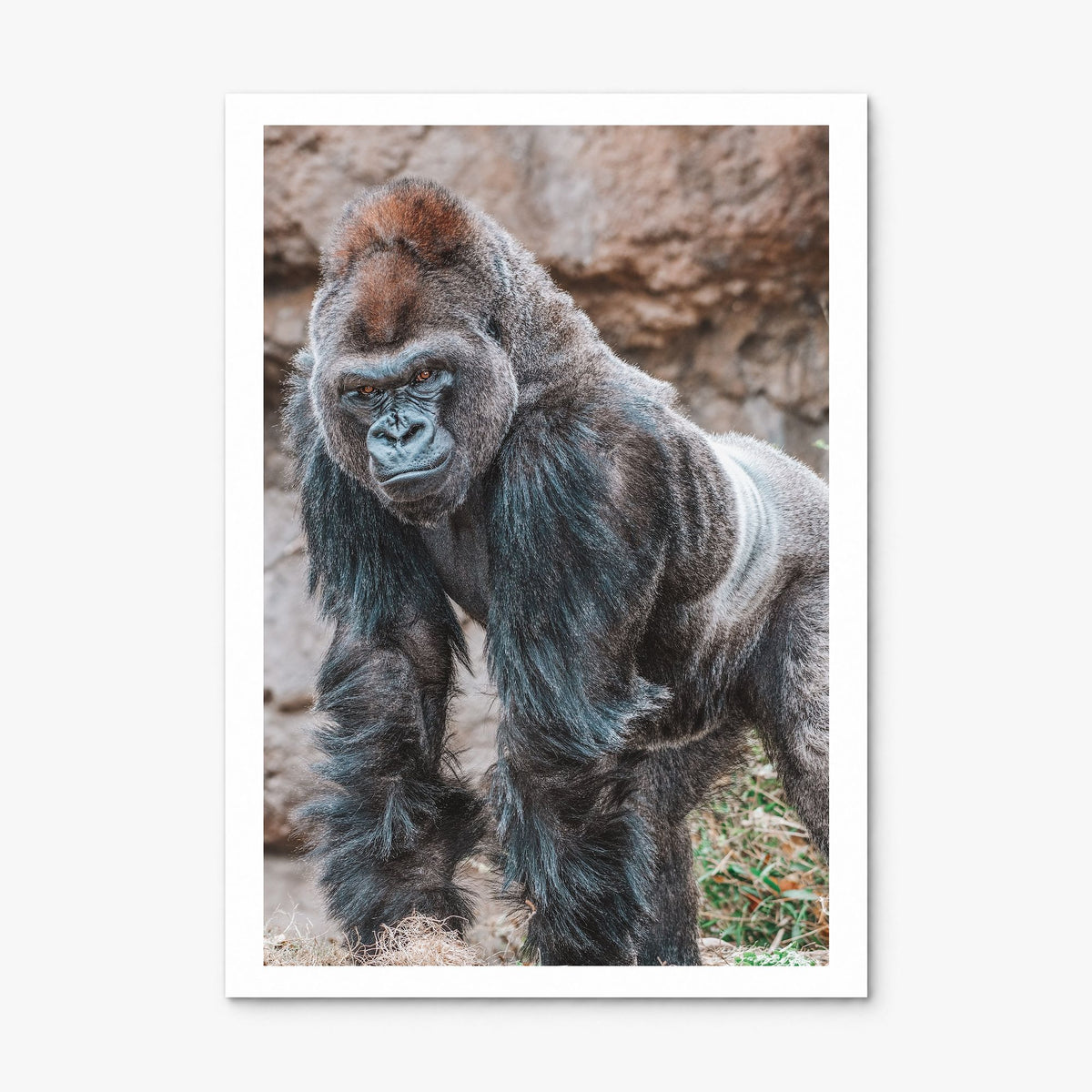 Silverback Gorilla Photo Poster, print only (unframed), white border