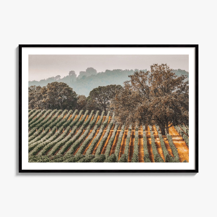 Sonoma Photo Poster, framed poster mockup, white border