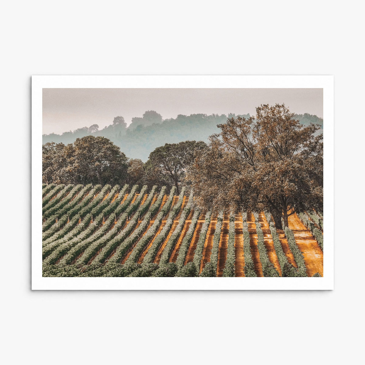 Sonoma Photo Poster, print only (unframed), white border