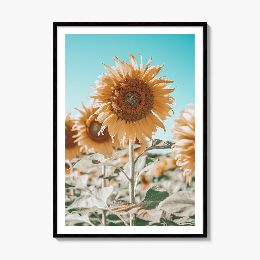 Sunflower Blue Sky Photo Poster, framed poster mockup, white border