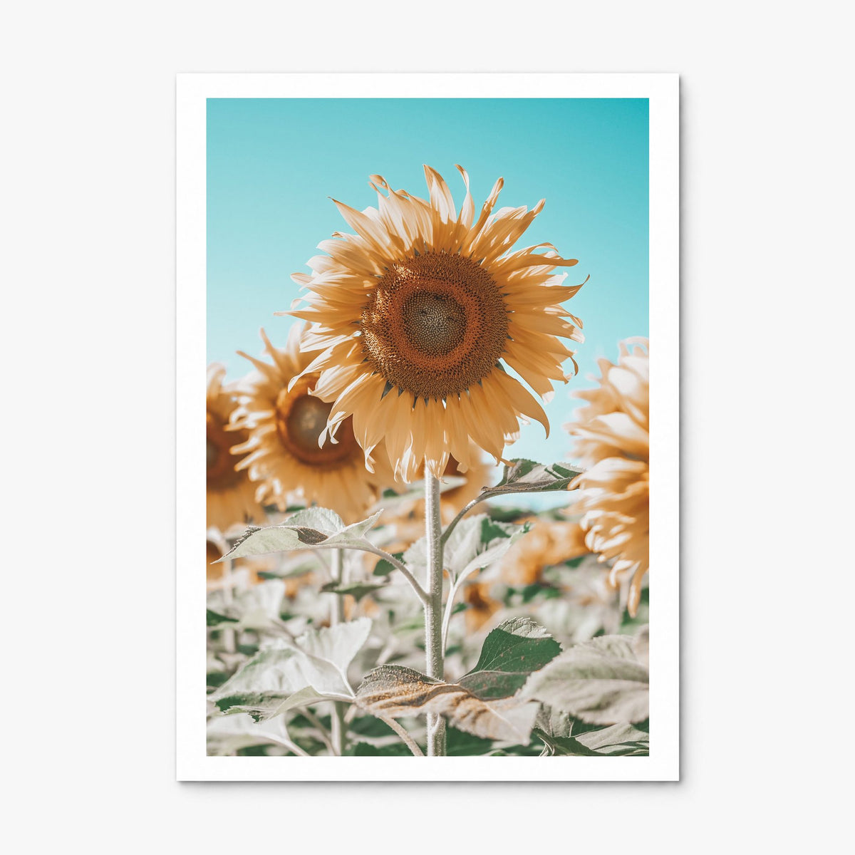 Sunflower Blue Sky Photo Poster, print only (unframed), white border