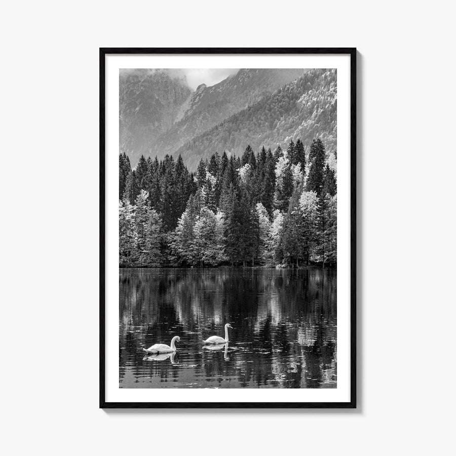 Swan Lake no. 1 black & white photo poster – vertical wall art, unframed print shown in interior mockup