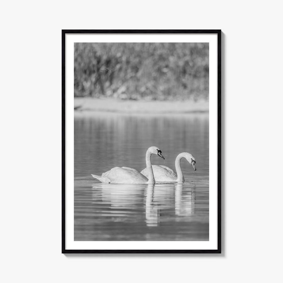 Swan Lake no. 2 black & white photo poster – vertical wall art, unframed print shown in interior mockup