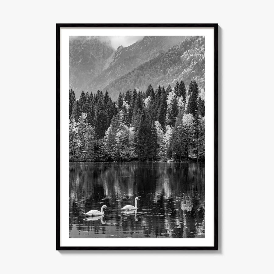 Swan Lake Photo No 1 Poster, framed poster mockup, white border