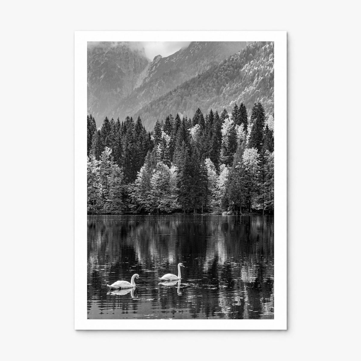 Swan Lake Photo No 1 Poster, print only (unframed), white border