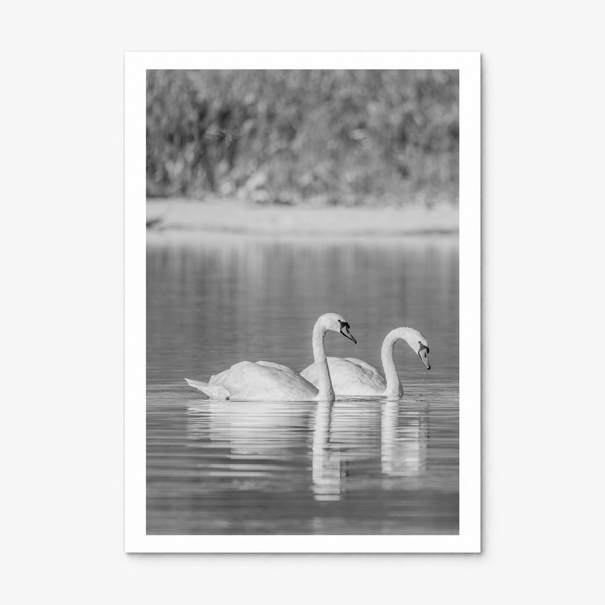 Swan Lake Photo No 2 Poster, print only (unframed), white border