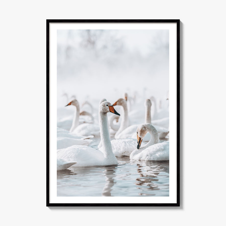 Swan Lake Photo Poster, framed poster mockup, white border