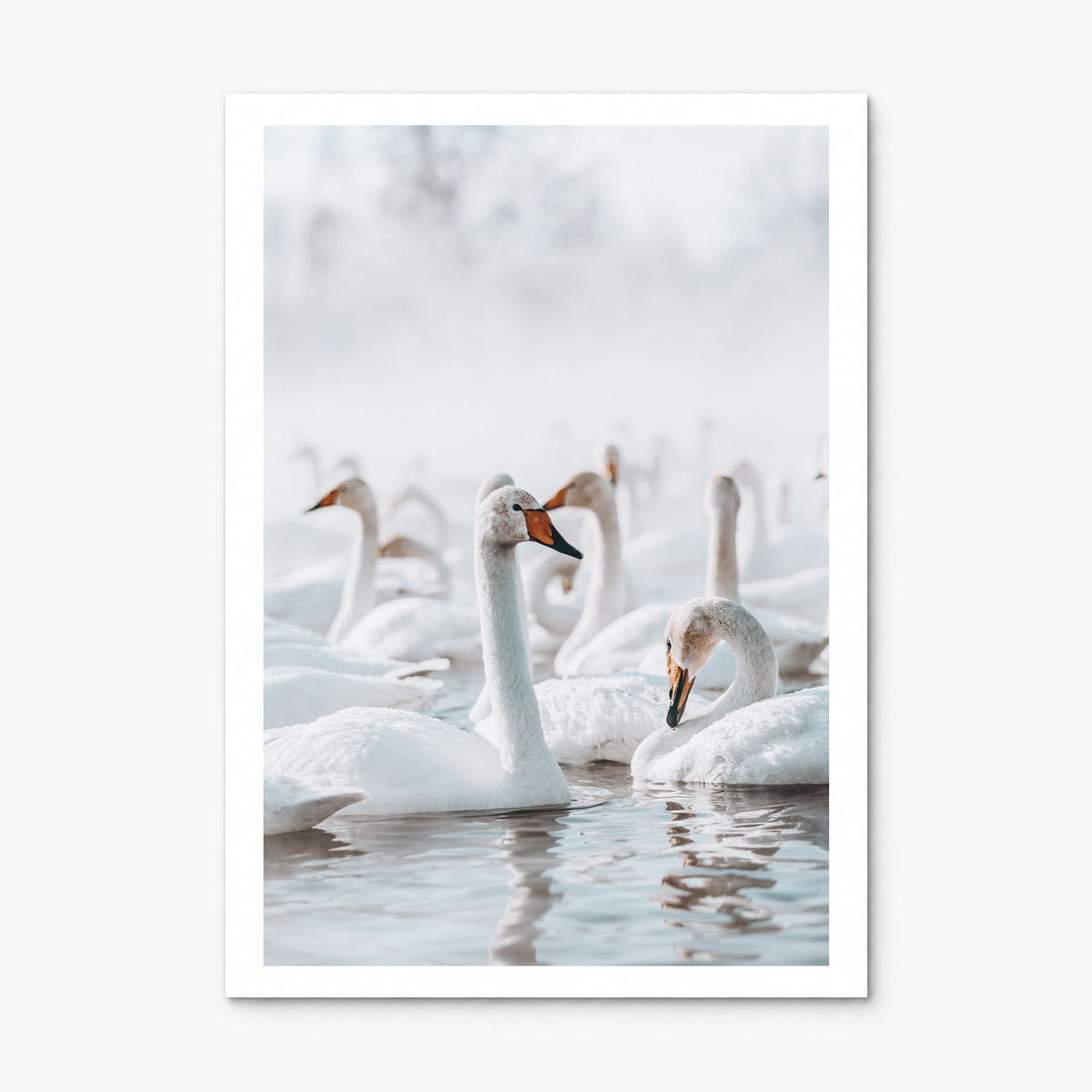 Swan Lake Photo Poster, print only (unframed), white border