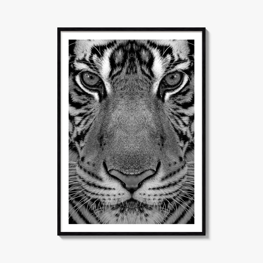 Tiger no. 1 black & white photo poster – vertical wall art, unframed print shown in interior mockup