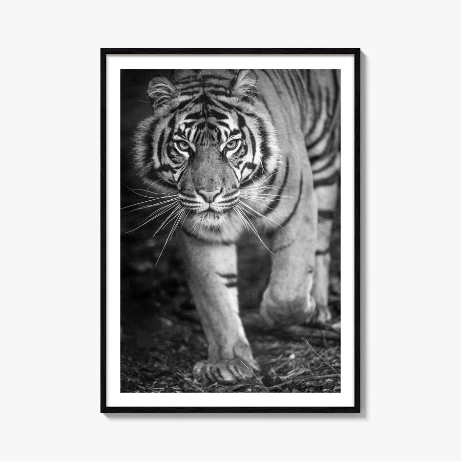 Tiger no. 2 black & white photo poster – vertical wall art, unframed print shown in interior mockup