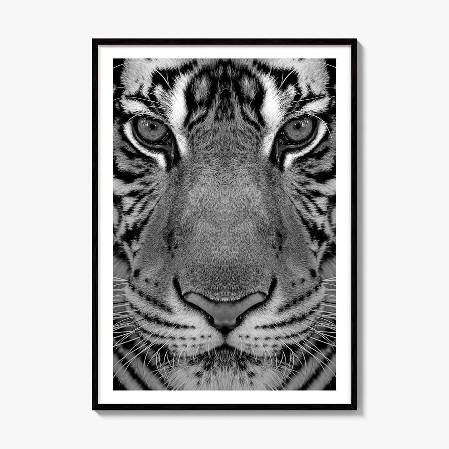 Tiger Photo No 1 Poster, framed poster mockup, white border