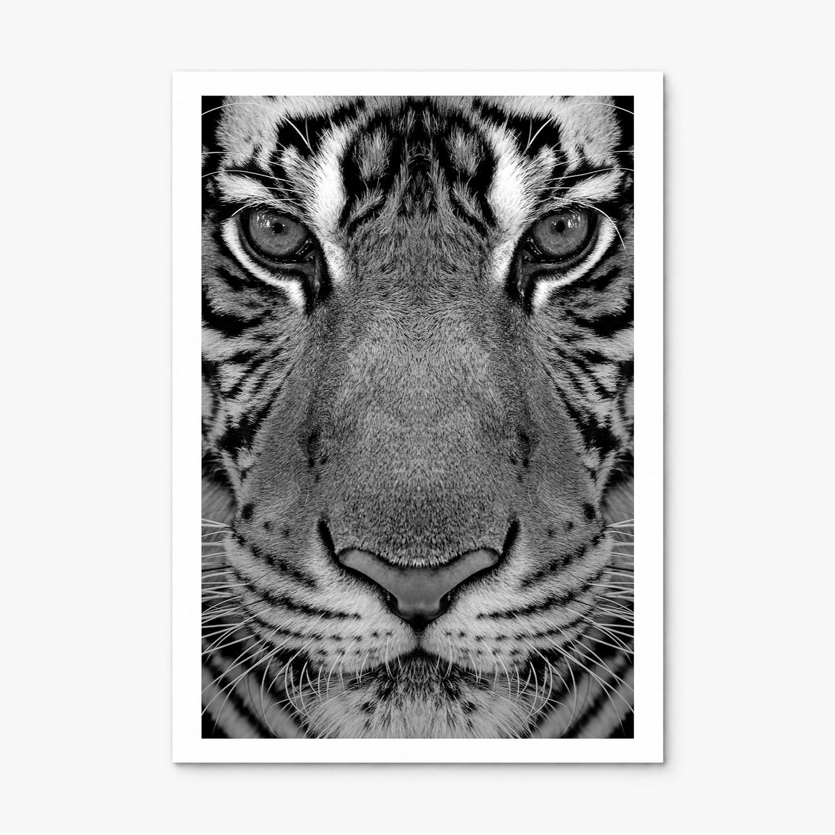 Tiger Photo No 1 Poster, print only (unframed), white border