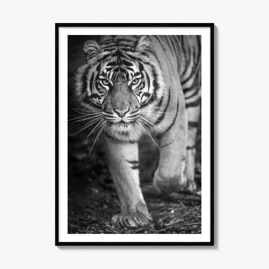 Tiger Photo No 2 Poster, framed poster mockup, white border