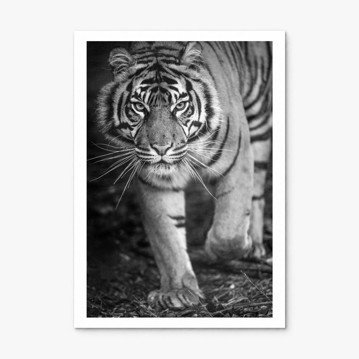 Tiger Photo No 2 Poster, print only (unframed), white border