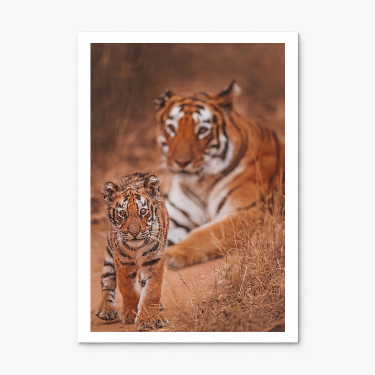 Tiger Photo Poster, print only (unframed), white border