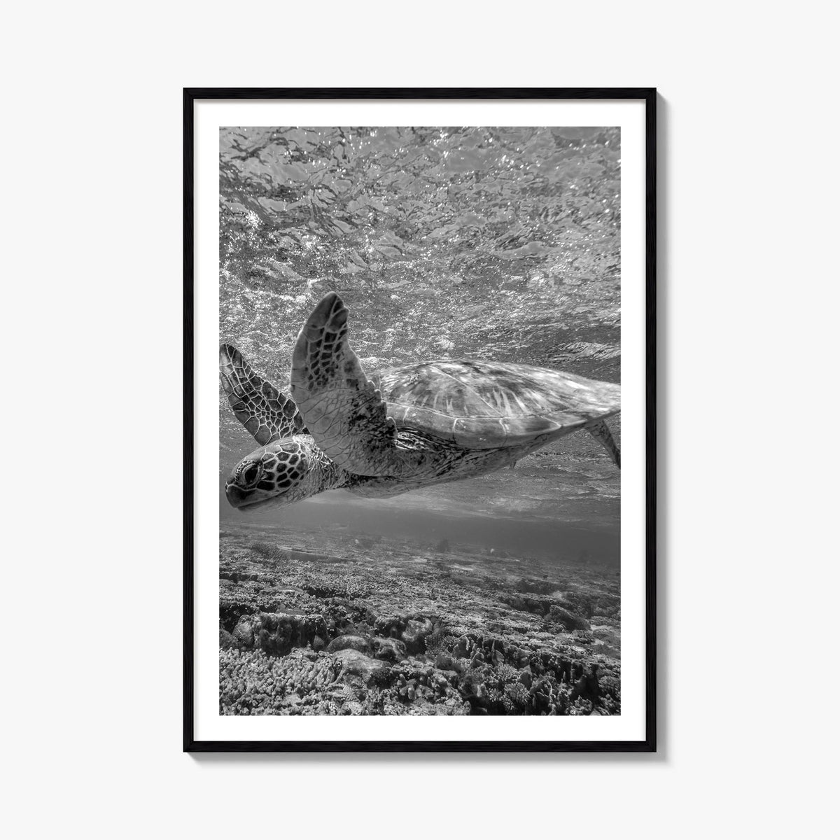 Turtle black & white photo poster – vertical wall art, unframed print shown in interior mockup