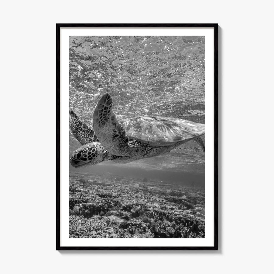 Turtle Photo Poster, framed poster mockup, white border