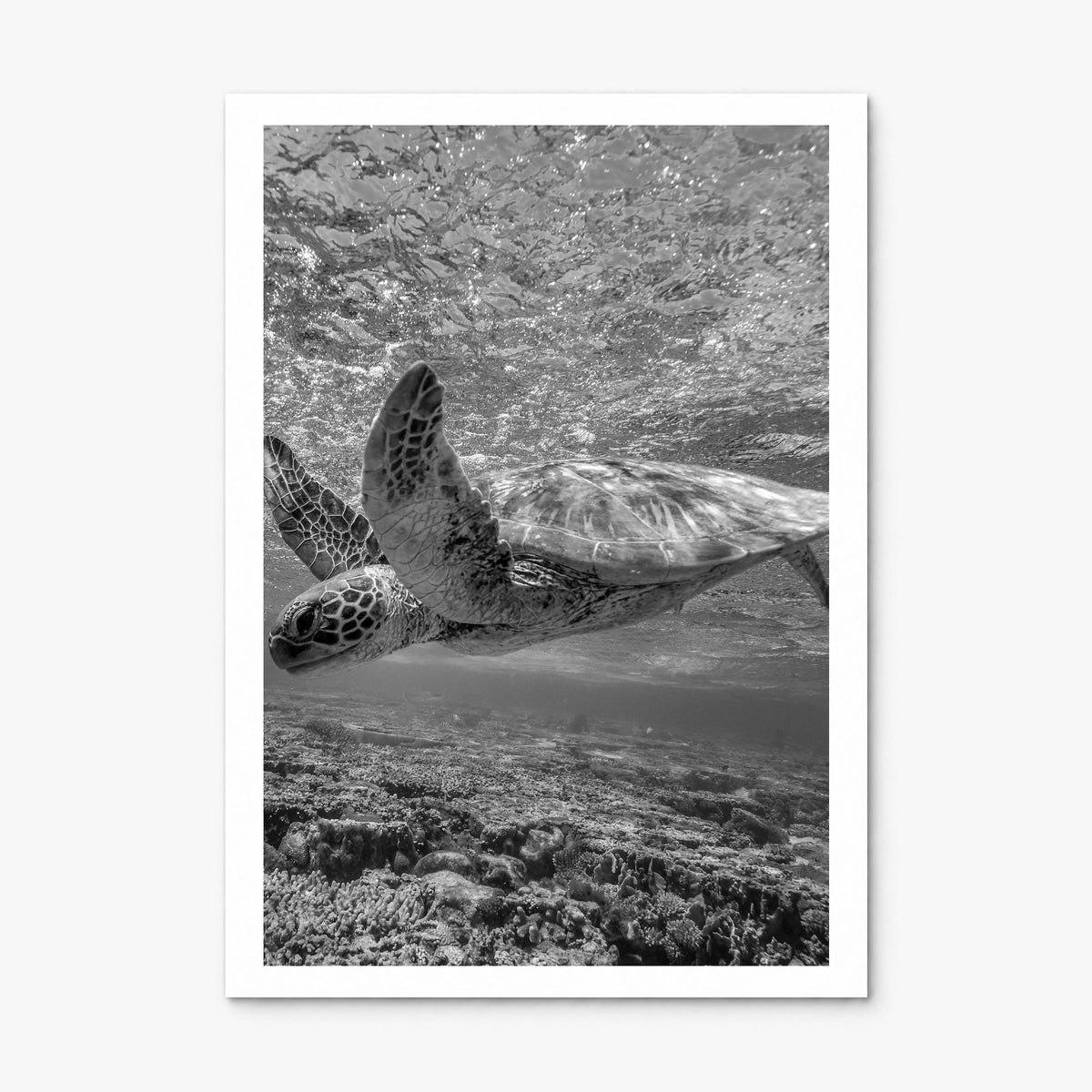 Turtle Photo Poster, print only (unframed), white border