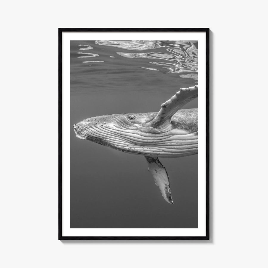 Whale no. 1 black & white photo poster – vertical wall art, unframed print shown in interior mockup