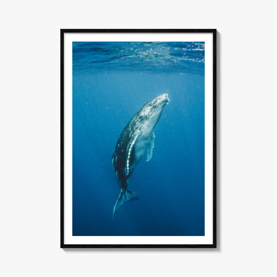 Whale no. 2 colorful photo poster – vertical wall art, unframed print shown in interior mockup