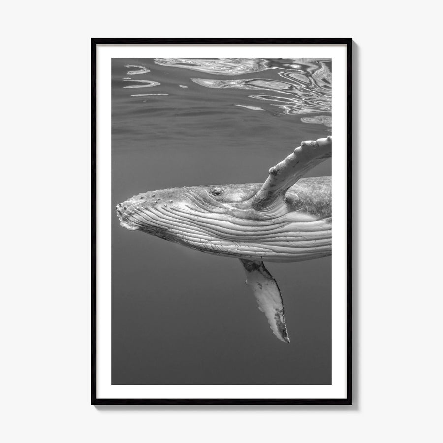 Whale Photo No 1 Poster, framed poster mockup, white border