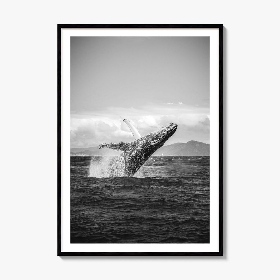 Whale Photo No 2 Poster, framed poster mockup, white border