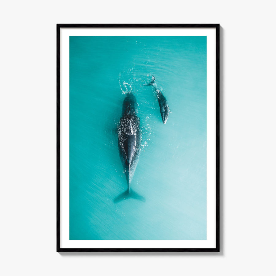 Whale Photo No 3 Poster, framed poster mockup, white border
