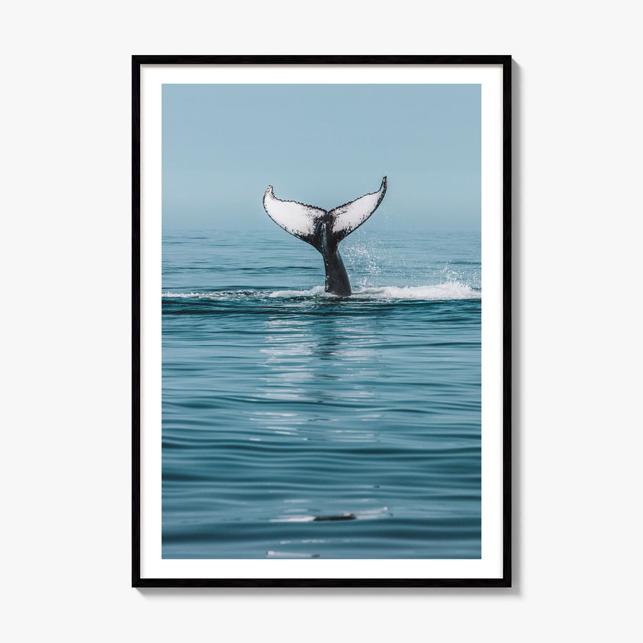 Whale Photo No 4 Poster, framed poster mockup, white border