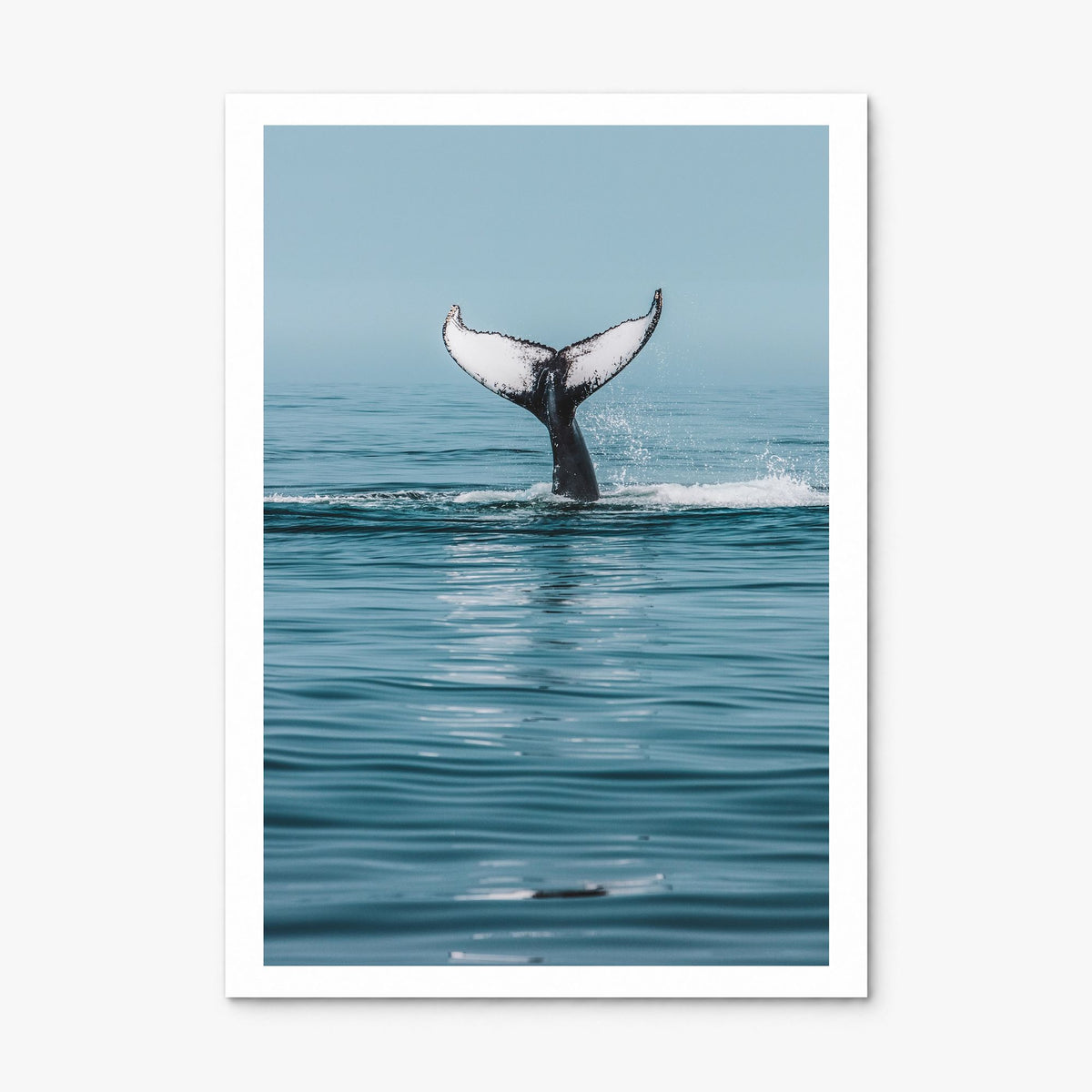 Whale Photo No 4 Poster, print only (unframed), white border