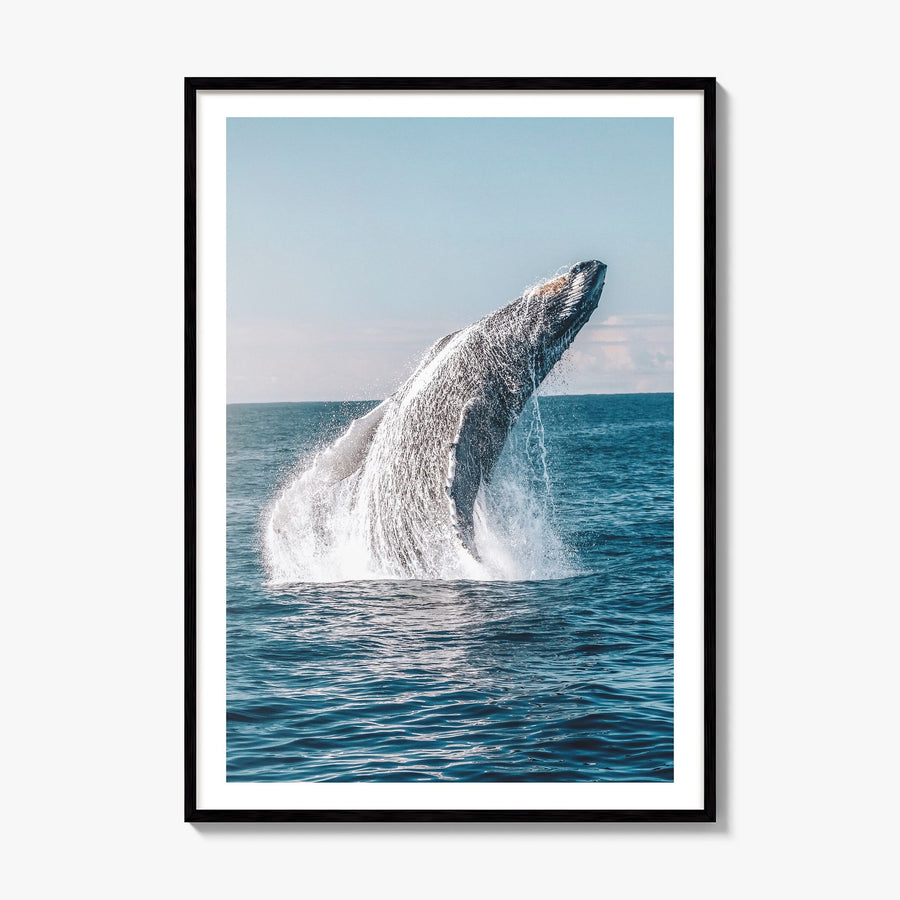Whale Photo No 5 Poster, framed poster mockup, white border