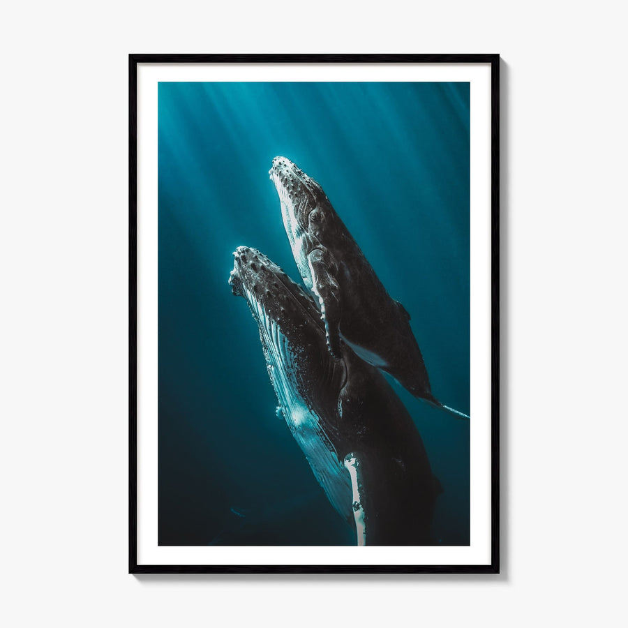 Whale Photo No 6 Poster, framed poster mockup, white border