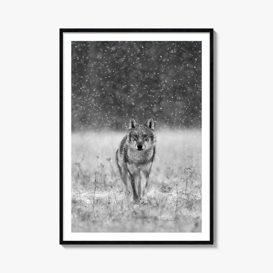 Wolf black & white photo poster – vertical wall art, unframed print shown in interior mockup
