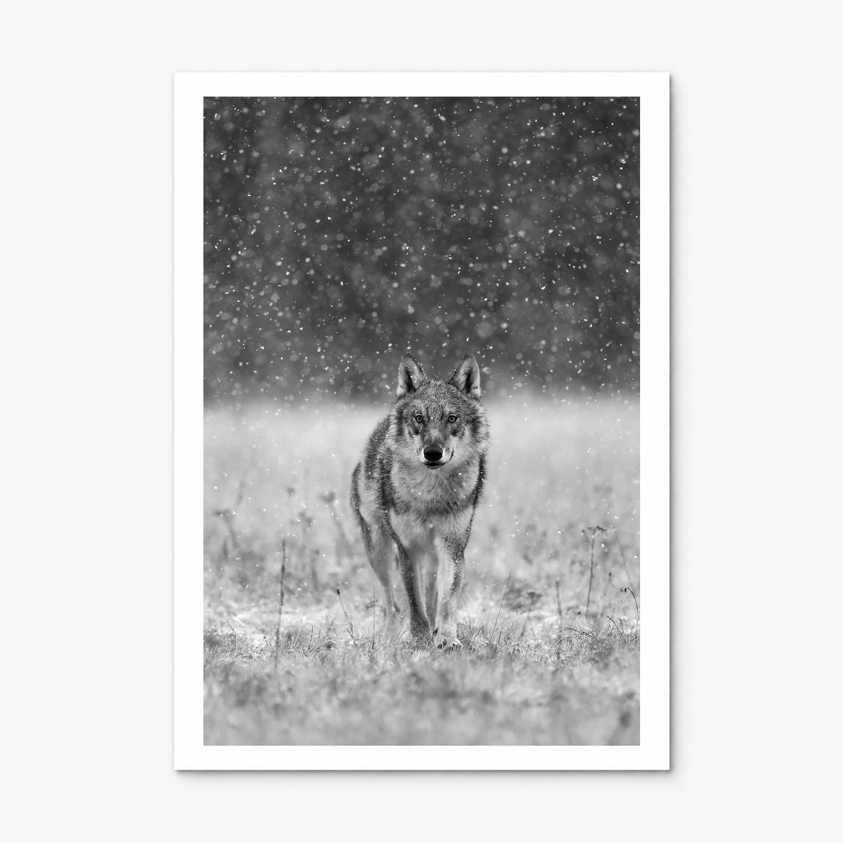 Wolf Photo No 2 Poster, print only (unframed), white border